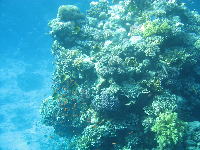 Sharm-el-Sheikh 181.jpg - Coral reef - Rifes de Coral - Korallenriff
Sharm-el-Sheikh Egypt - Egipto
